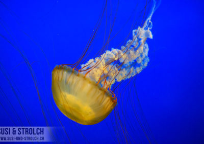 Vancouver Aquarium