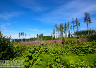 Fireweed
