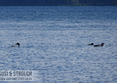 Loons
