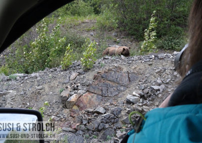 Grizzly in Sicht