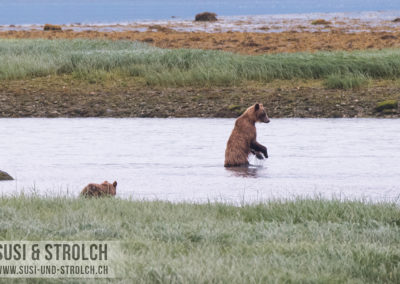 Mama Grizzly und Baby Grizzly