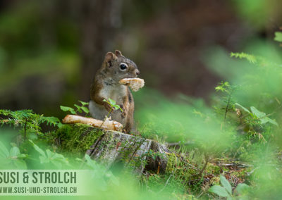 Herziges Eichhörnchen
