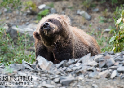 Grizzly
