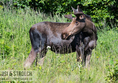 Elch-Nr. 1, Bulle