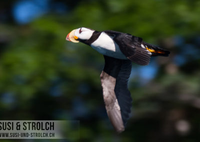 Hornlund im Flug