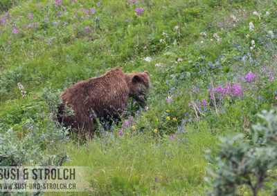 Grizzly