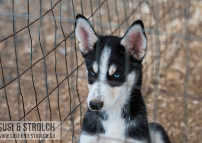 Husky bei Tok