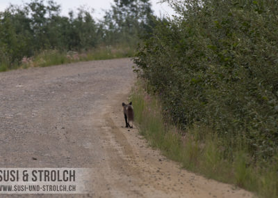 Unser Fuchs :-)