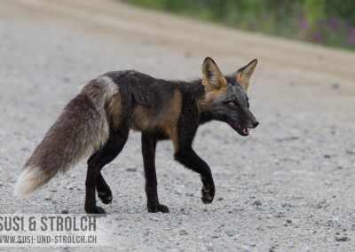 Unser Fuchs :-)