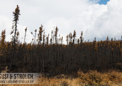 Entlang der Strasse wütete bis vor wenigen Tagen ein Waldbrand!