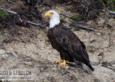 Weisskopfseeadler