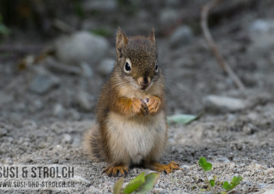 Eichhörnchen in Mini-Ausführung <3