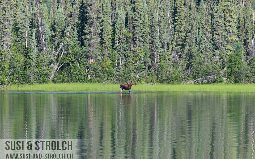15. Tag: Badeferien im Yukon