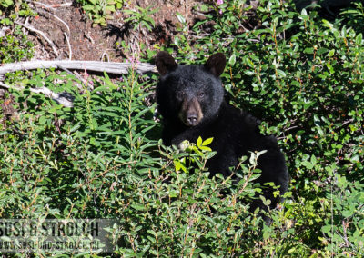 Schwarzbär