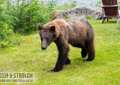 Grizzly in Haines