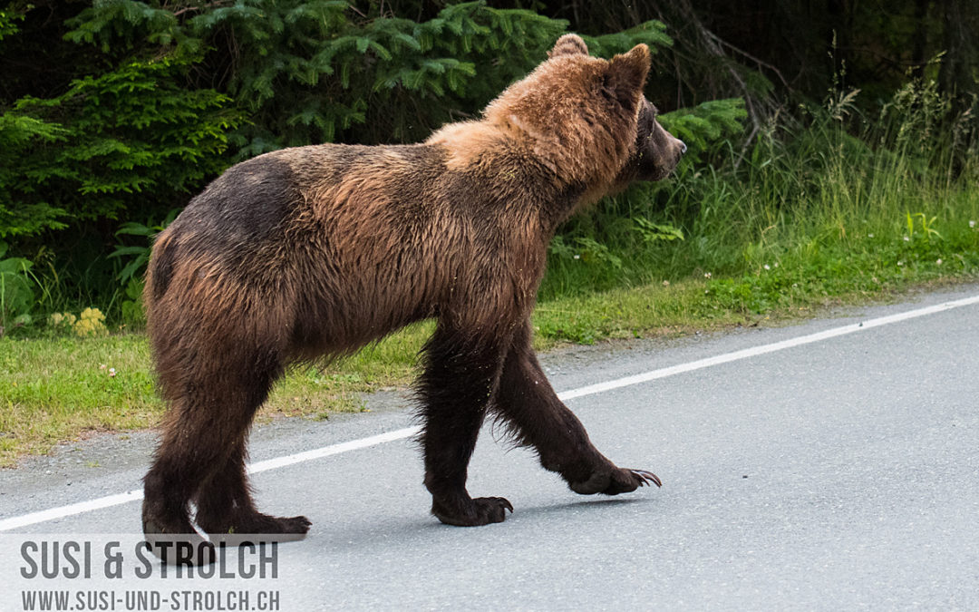 17. Tag: Zurück nach Alaska
