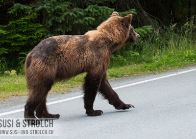 Grizzly in Haines