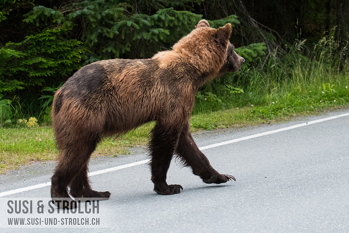 17. Tag: Zurück nach Alaska