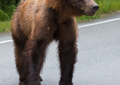 Grizzly in Haines