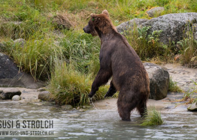Grizzly in Haines
