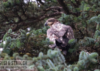 Weisskopfseeadler im Jugendkleid