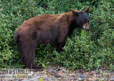 Schwarzbär