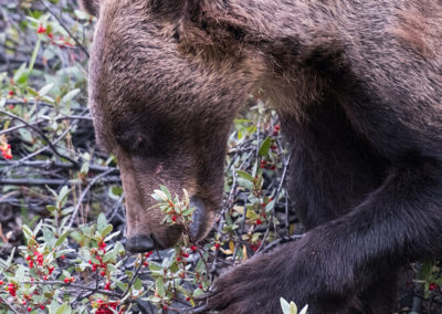 Grizzly