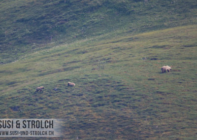 Grizzly-Mama mit 2 Kindern in grosser Distanz