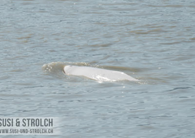 Beluga