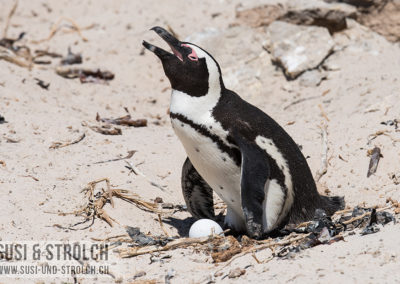 Brillenpinguin bei Boulder's Bay