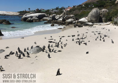 Brillenpinguin bei Boulder's Bay