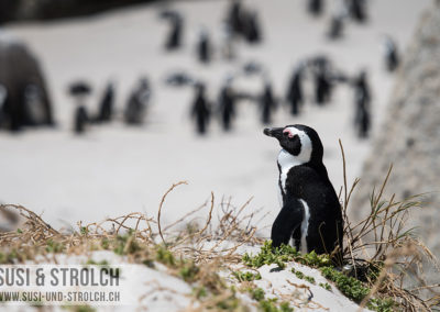 Brillenpinguin bei Boulder's Bay