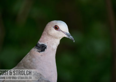 Birds of Eden - Kaplachtaube