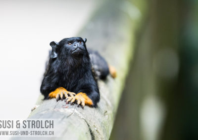 Birds of Eden - Goldhandtamarin