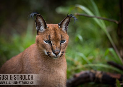 Caracal