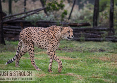 Gepard