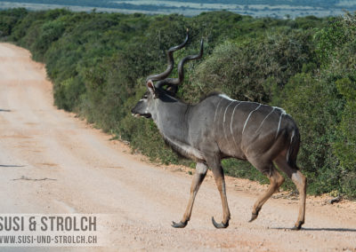 Grosser Kudu