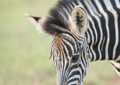 Zebrababy