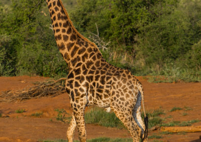 Giraffe