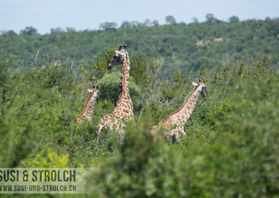 Giraffen von der Lodge aus