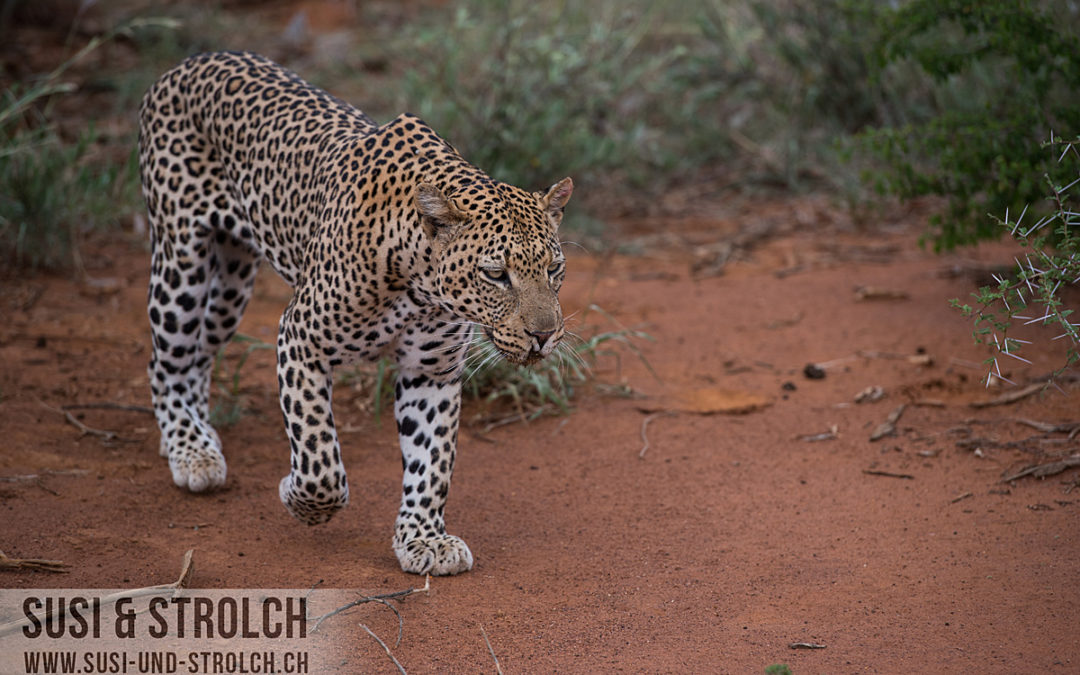 Madikwe Game Reserve