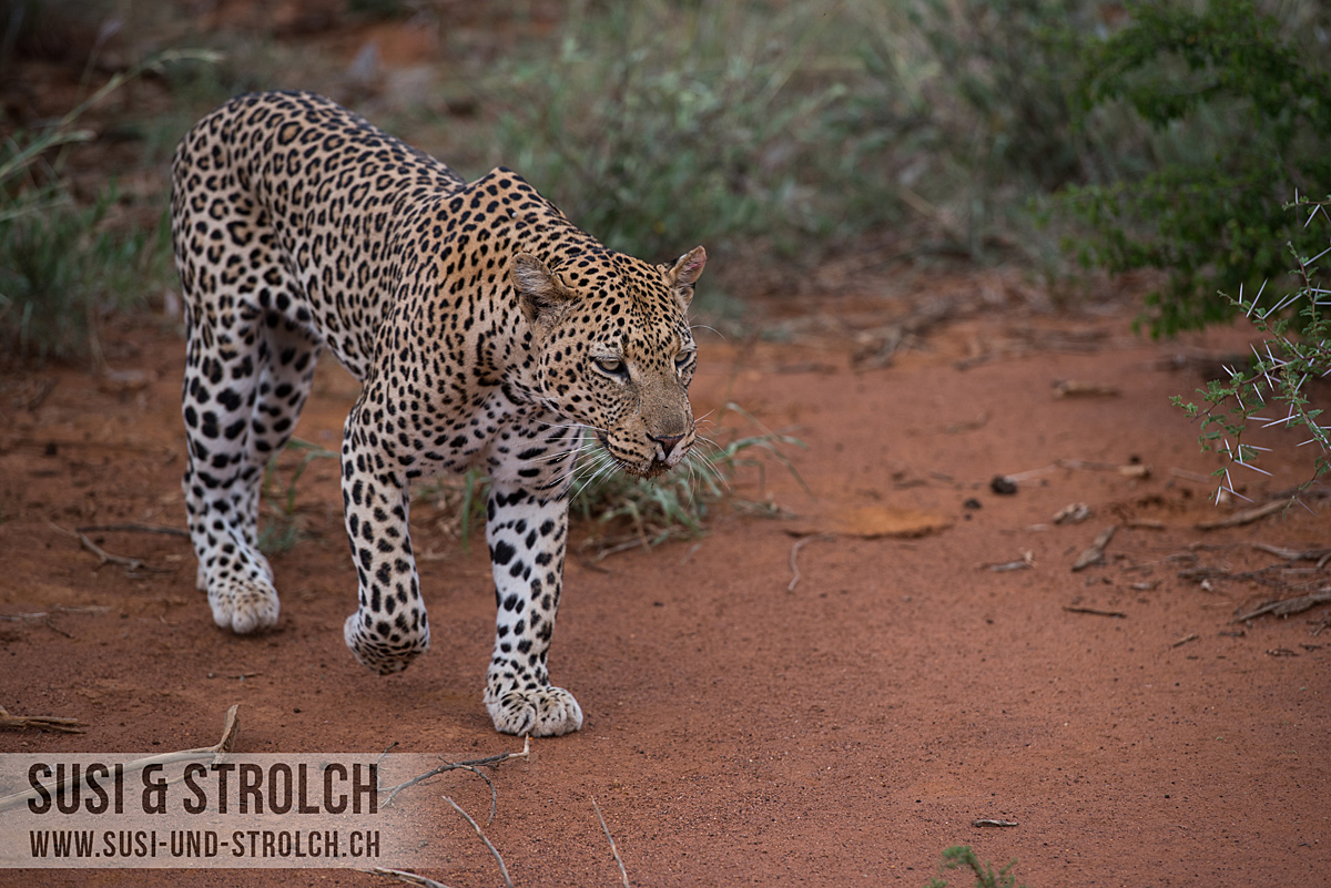 Madikwe Game Reserve