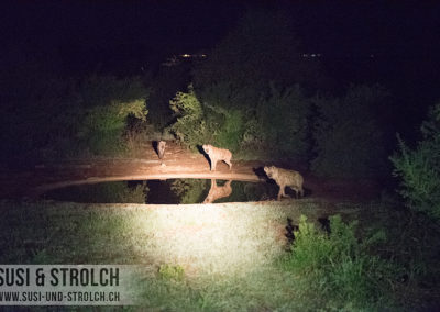 Hyänen nachts am Wasserloch