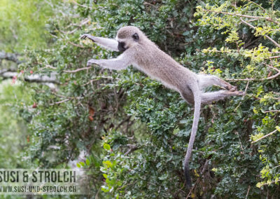 Südliche Grünmeerkatze