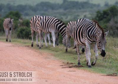 Zebras