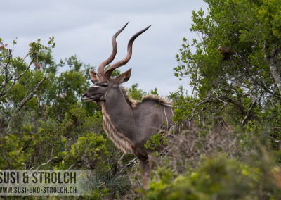 grosser Kudu