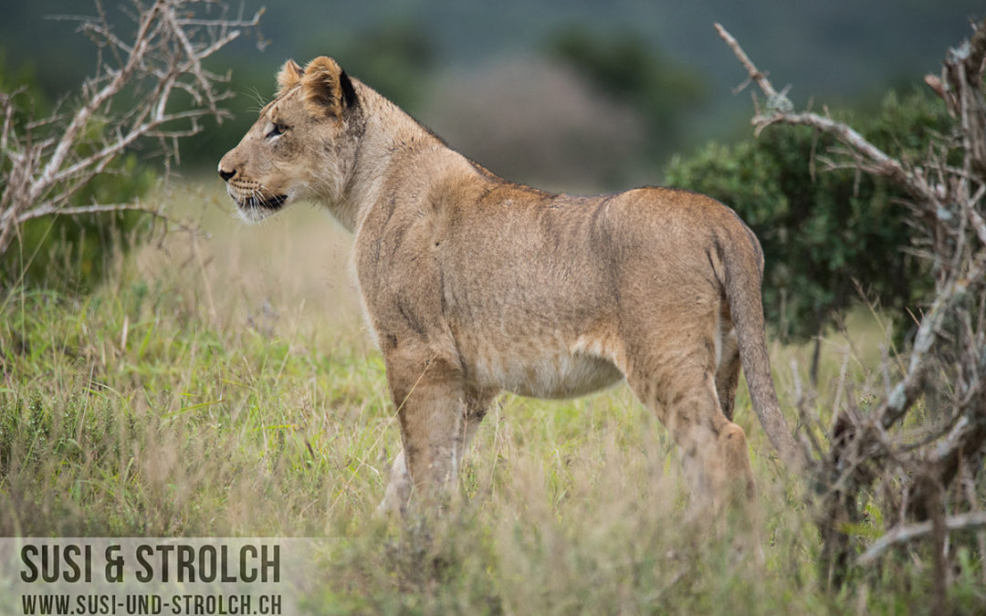 Addo Elephant National Park