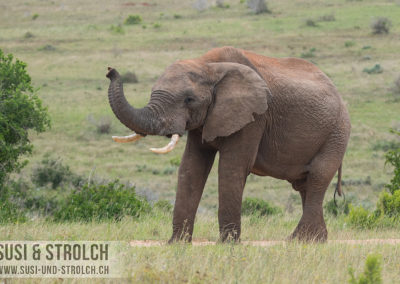 afrikanischer Elefant