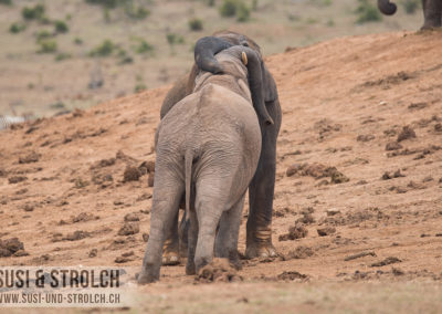 Junge Elefanten beim Rangeln