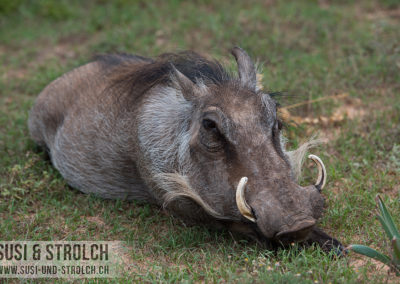 Warzenschwein